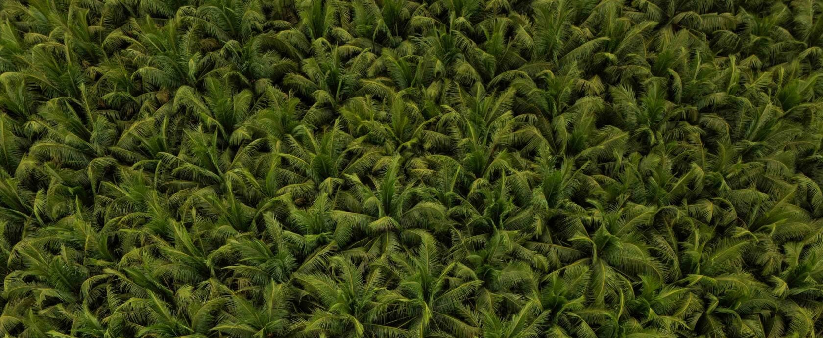 A drone shot looking down on the canopy of coconut palms on the Cocos Islands
